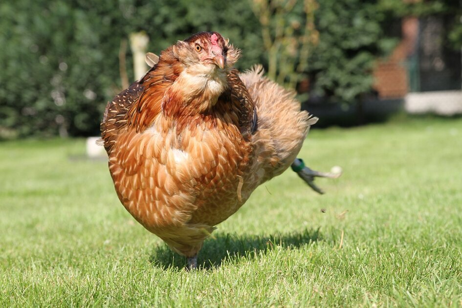 galline uova colorate marans araucana olive egger