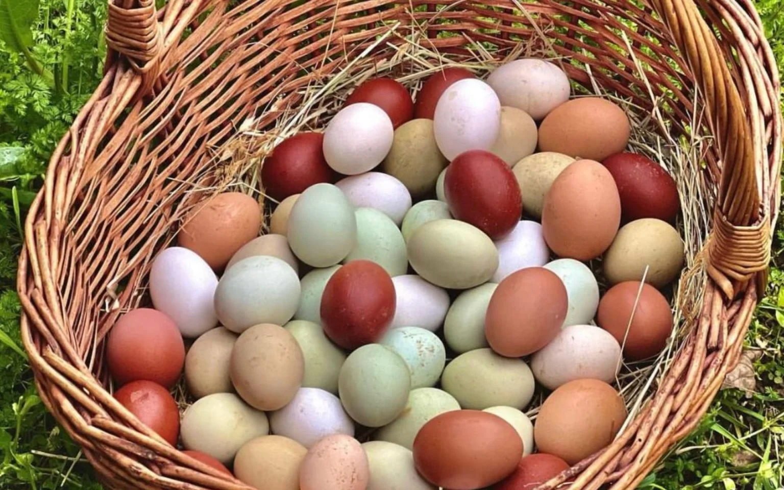 Uova Fertili Miste Da Incubazione: Marans, Oliver, Araucana E Livornese, Confezione Assortita